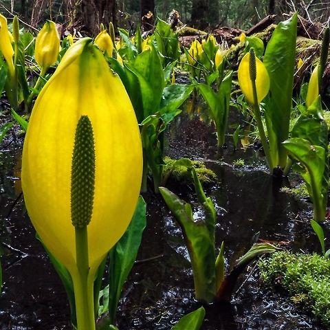 Western Skunk cabbage The leaves and flowers contain calcium oxalate crystals which if consumed by humans without proper preparation can lacerate the oral mucosa and cause a painful irritation. Bears don’t seem to mind and consume the plants as a laxative to rid themselves of their fecal plug after hibernation. Canada,Geotagged,Lysichiton americanus,Spring,Western skunk cabbage