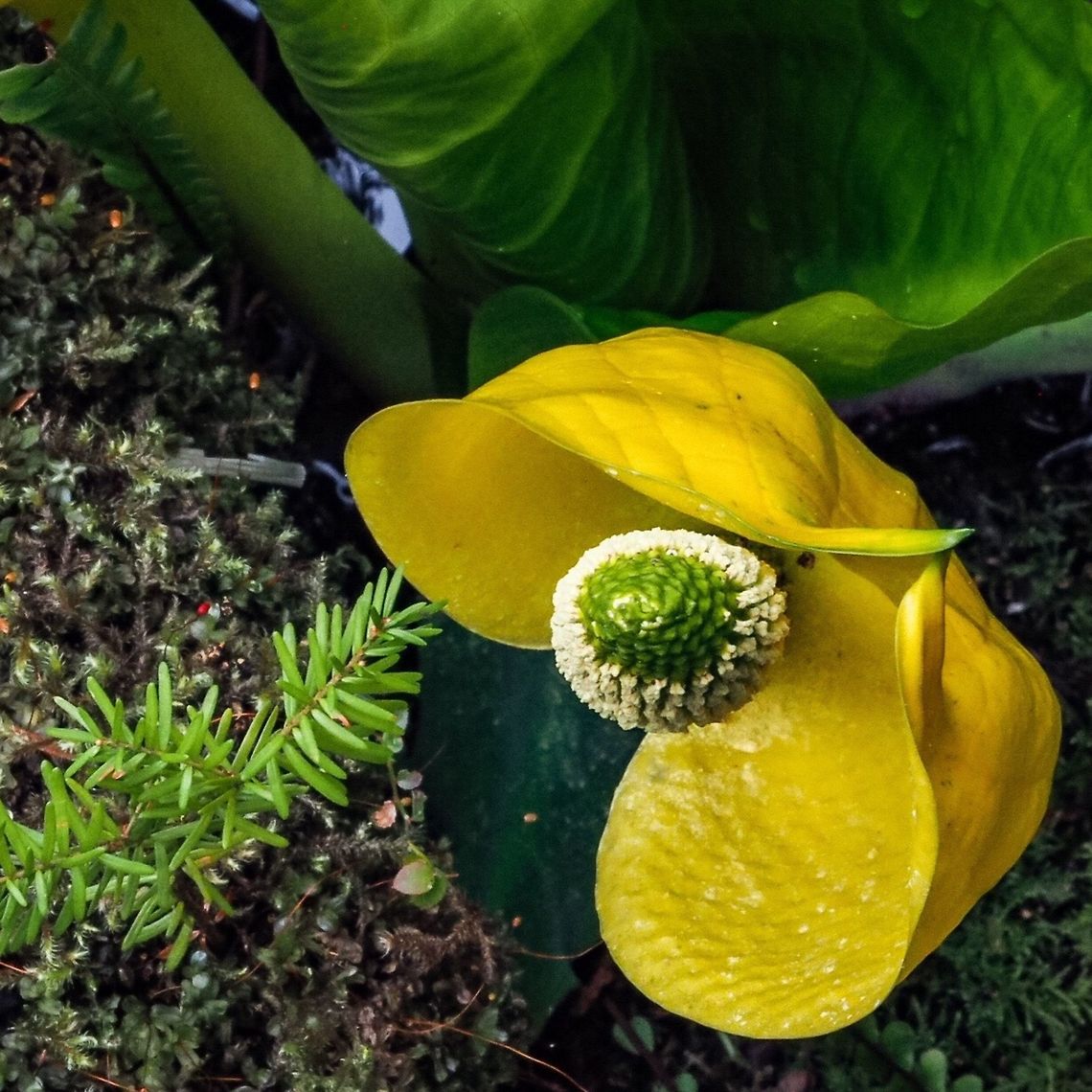 Western skunk cabbage A spring visual delight. Lysichiton americanus,Western skunk cabbage
