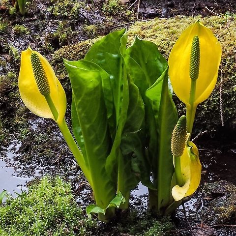 Western skunk cabbage Another sign of spring.      Lysichiton americanus,Western skunk cabbage
