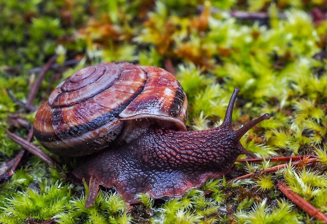 Pacific sideband snail Fortunately for me this fellow is a slow mover giving me lots of time to take photos. A great subject! Canada,Geotagged,Monadenia fidelis,Pacific sideband,Spring