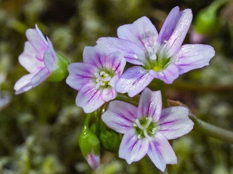 Western Springbeauty A sure sign that Spring is here! Canada,Claytonia lanceolata,Geotagged,Spring