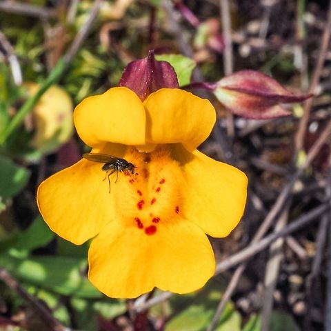 Erythranthe guttatus (was Mimulus guttatus) They have changed the genus name of this plant from Mimulus to Erythranthe. Canada,Geotagged,Mimulus guttatus,Spring