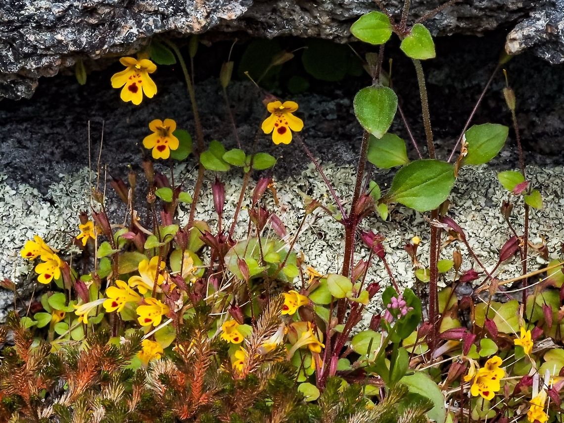 Little Monkeyflower (Erythranthe alsinoides) The plant produces many flowers for its size!       Canada,Erythranthe alsinoides,Geotagged,Spring