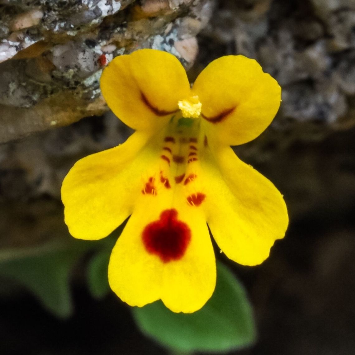 Little Monkeyflower (Erythranthe alsinoides) Lewis J. Clark in his book, &ldquo;Wild Flowers of British Columbia (1973)&rdquo; said, &ldquo;This wee plant is altogether charming.&rdquo;. Canada,Erythranthe alsinoides,Geotagged,Spring
