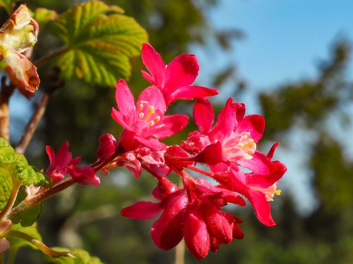 Wild Red-flowering Currant Bright red flowers on a rather small, inconspicuous bush. Canada,Geotagged,Red-flowering currant,Ribes sanguineum,Spring