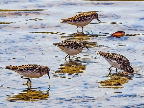 Foraging Western Sandpipers My identification of this shorebird as a Western sandpiper is an educated guess. The information at my disposal seems to indicate they are Calidris mauri. I definitely welcome any corrections or further information. Please! Calidris mauri,Canada,Geotagged,Spring,Western sandpiper
