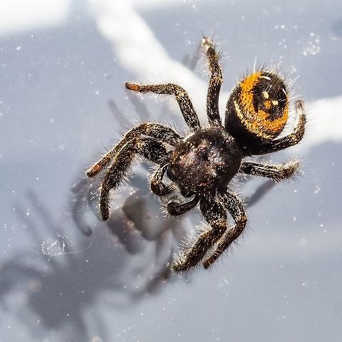 A female “Johnson Jumper” spider. I first noticed this spider from inside the house while it was roaming around in the sunshine on the outside of the window. The photo was taken outside while she was still on the glass (hence the shadows) enjoying the sunshine. Canada,Geotagged,Phidippus johnsoni,Red-backed jumping spider,Spring