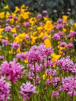 Sea Blush with Common Monkeyflower In The Background It has been a great spring for wildflowers. Sometimes you don’t know where to look! Canada,Geotagged,Plectritis congesta,Shortspur seablush,Spring