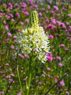 Meadow Death-Camus surrounded by Seablush. This plant at one time was named by the species name Zygadenus. It’s toxicity remains the same! Canada,Geotagged,Spring,Toxicoscordian venenosum,Toxicoscordion venenosum