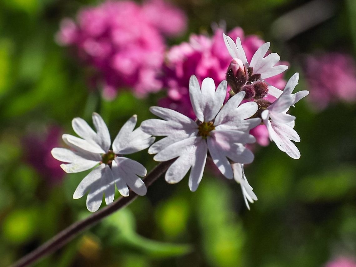 Fringecup Another lovely little wildflower found on one of the rocky islets of Manson&rsquo;s Lagoon Canada,Geotagged,Lithophragma parviflorum,Smallflower woodland star,Spring