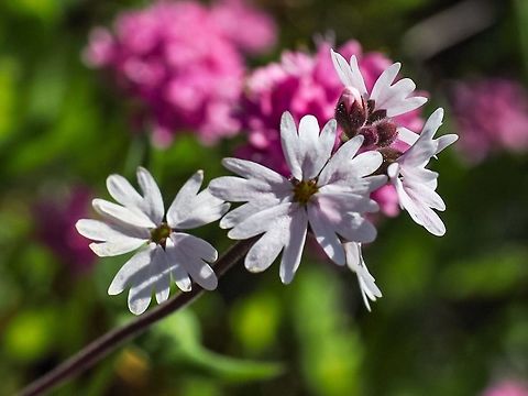 Fringecup Another lovely little wildflower found on one of the rocky islets of Manson’s Lagoon Canada,Geotagged,Lithophragma parviflorum,Smallflower woodland star,Spring