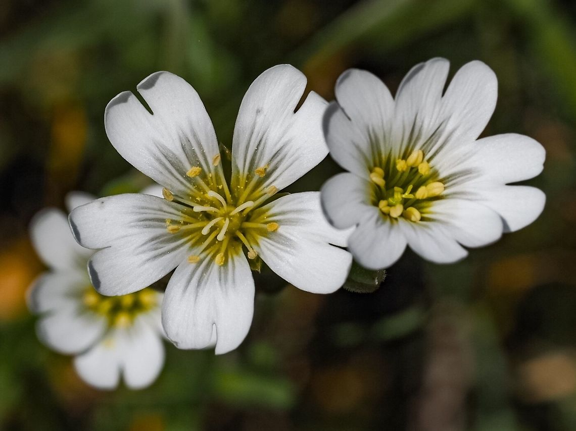 Mouse-chickweed (Cerastium arvense) A closeup of these very pretty little flowers with a not so pretty common name!  Canada,Cerastium arvense,Field mouse-ear,Geotagged,Spring