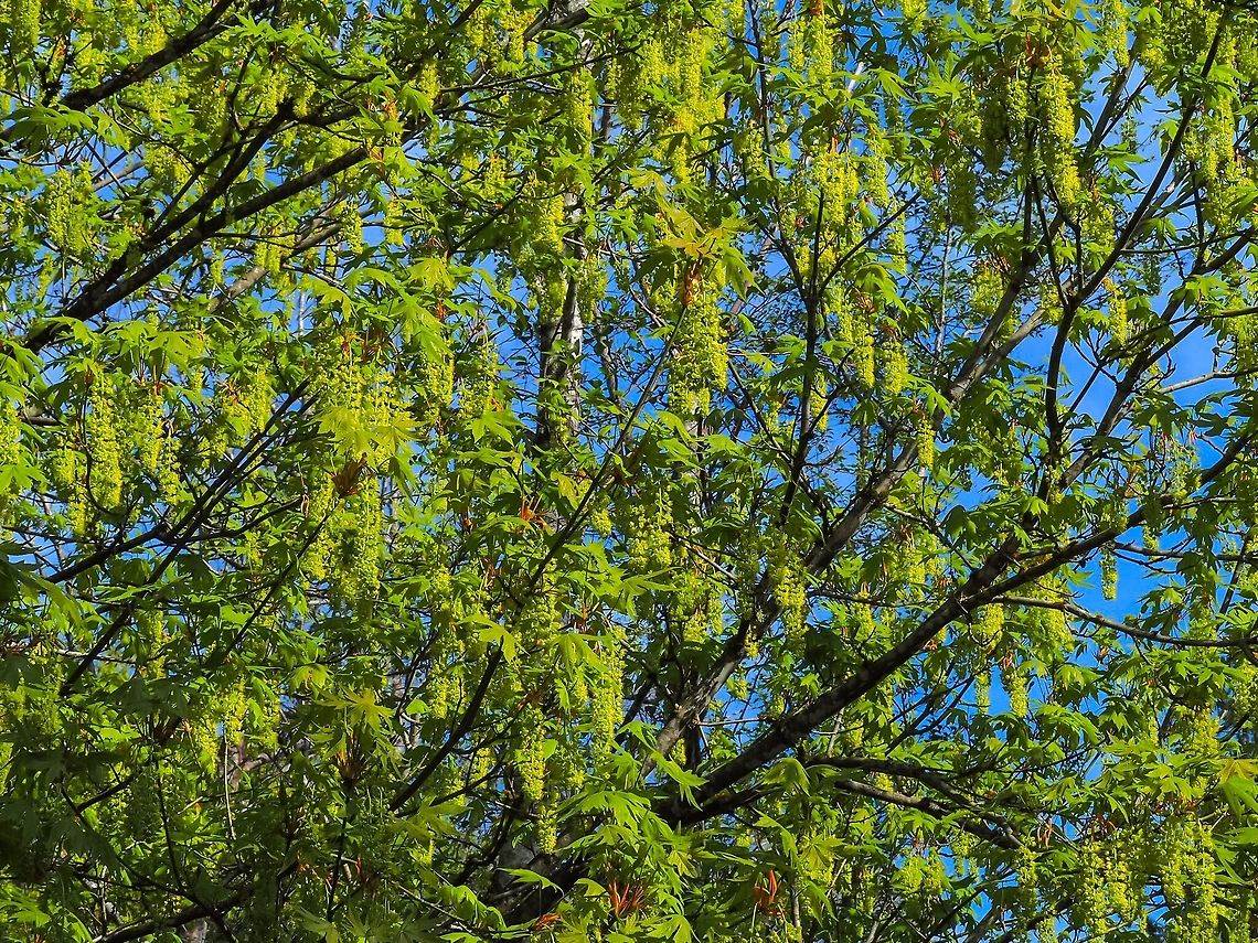 Bigleaf Maple (Acer macrophyllum) This Maple is in full bloom! Acer macrophyllum,Canada,Geotagged,Spring