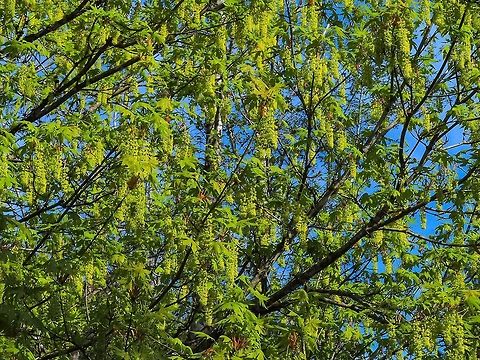 Bigleaf Maple (Acer macrophyllum) This Maple is in full bloom! Acer macrophyllum,Canada,Geotagged,Spring