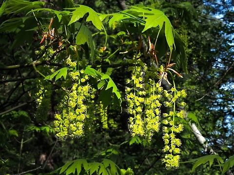Racemes of Bigleaf Maple A large number of blossoms on a very large tree.     Acer macrophyllum,Canada,Geotagged,Spring