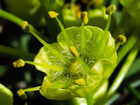 Bigleaf Maple (Acer macrophyllum) A single flower that will hopefully become a paired wing samara.    Acer macrophyllum,Canada,Geotagged,Spring