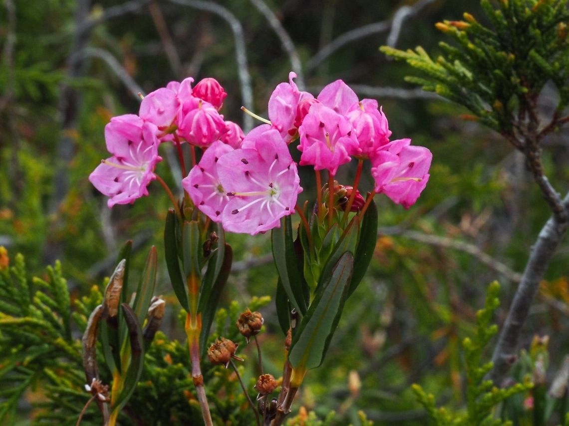 Bog Laurel (Kalmia polifolia) Quite a surprise in an otherwise drab bog. Canada,Geotagged,Kalmia polifolia,Spring