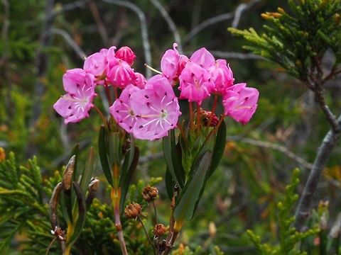 Bog Laurel (Kalmia polifolia) Quite a surprise in an otherwise drab bog. Canada,Geotagged,Kalmia polifolia,Spring