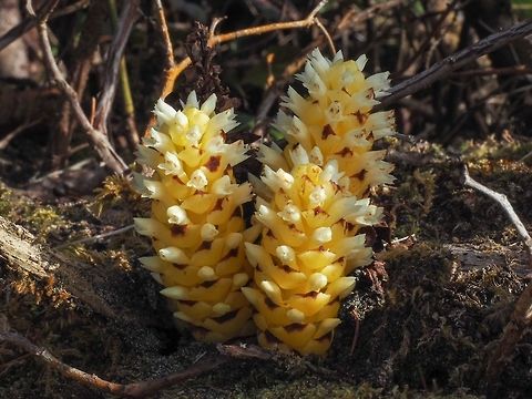 Vancouver Groundcone or Poque An impressive showing for a parasitic plant! Boschniakia hookeri,Canada,Geotagged,Spring