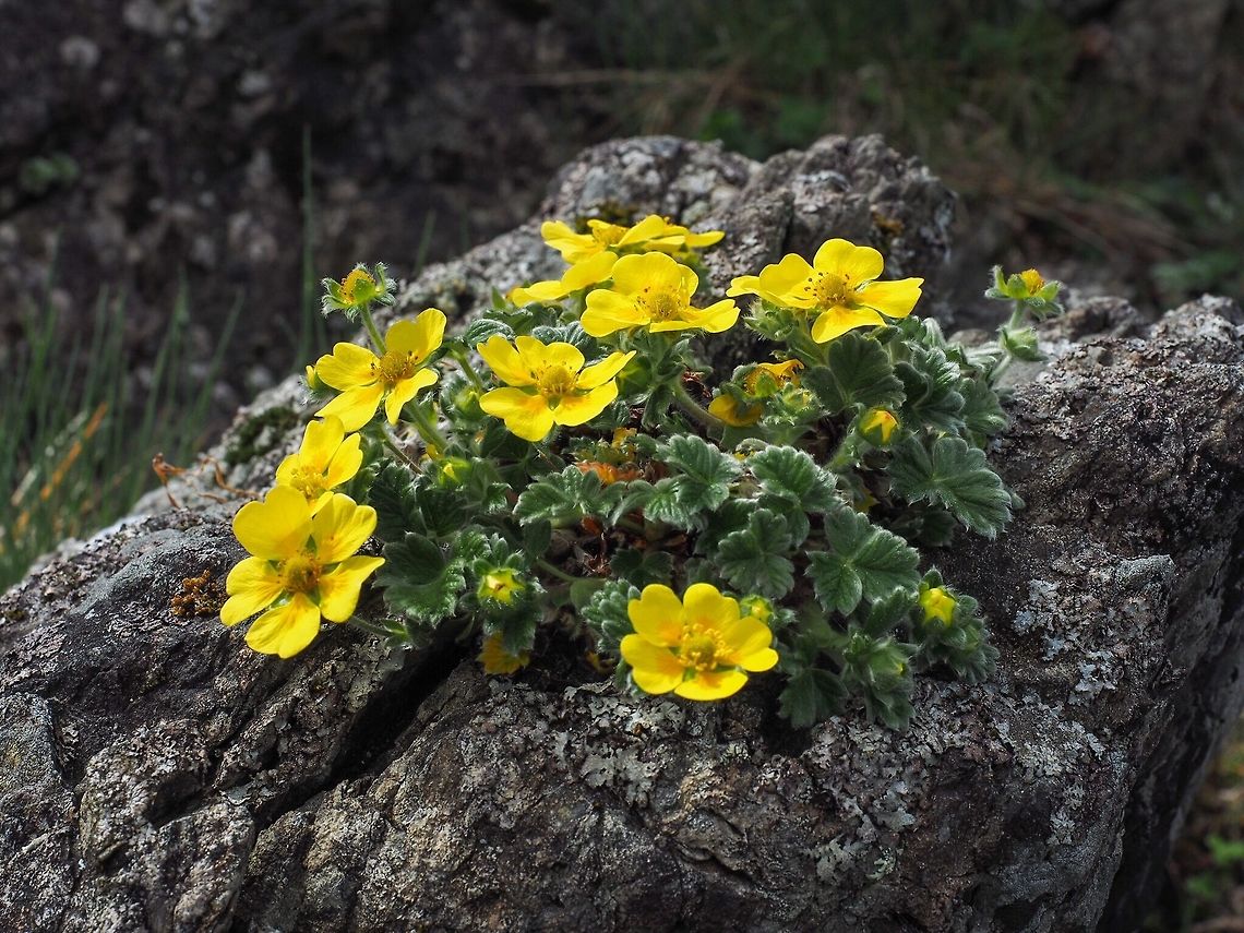 The Villous Cinquefoil (Potentilla villosa) This wild flower seems to grow out of nothing providing a marked contrast to the gray rocks and the dark ocean.    Canada,Geotagged,Potentilla villosa,Spring
