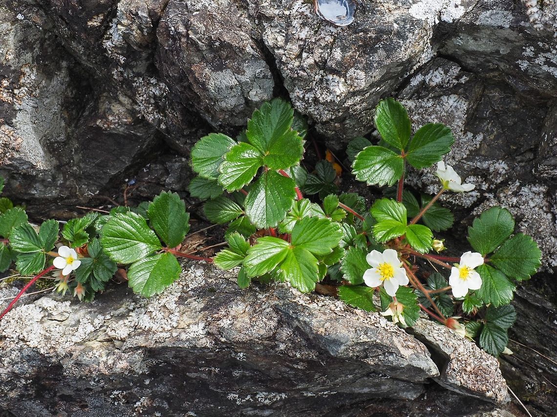 Beach Strawberry or Pacific Coast Strawberry (Fragaria chiloensis) The shiny leaves of this evergreen plant are a delight to see as well as the nearly glowing white blossoms. Sorry I won&rsquo;t be there to eat the fruit!     Canada,Fragaria chiloensis,Geotagged,Spring