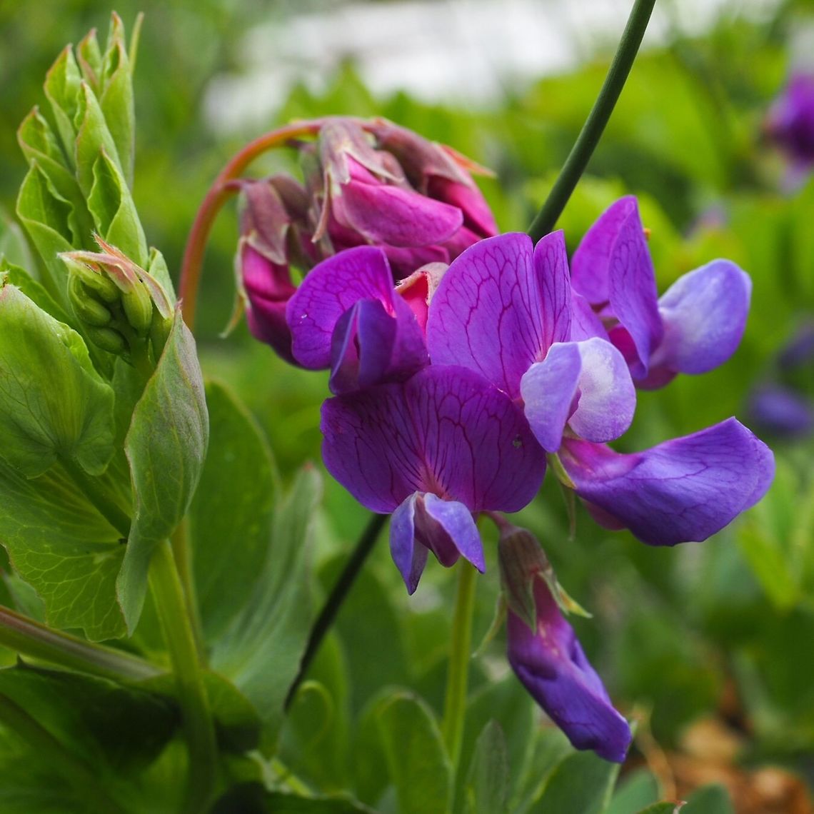 Beach Pea (Lathyrus japonicus) These brightly coloured flowers are another good reason to go for a beach walk! Surprising to me was the fact that the seeds can remain viable after floating in seawater for five years. Canada,Geotagged,Lathyrus japonicus,Spring