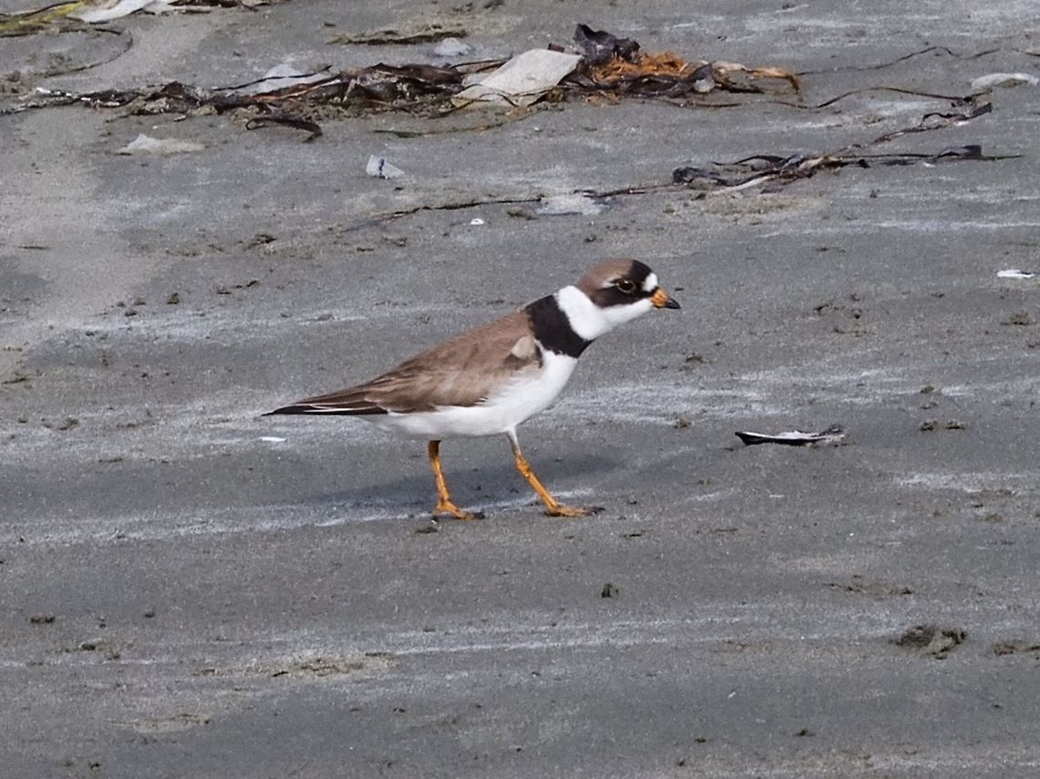 Semipalmated Plover (Charadrius semipalmatus) This active fellow was moving quickly to find the next worm to eat. Canada,Charadrius semipalmatus,Geotagged,Semipalmated plover,Spring