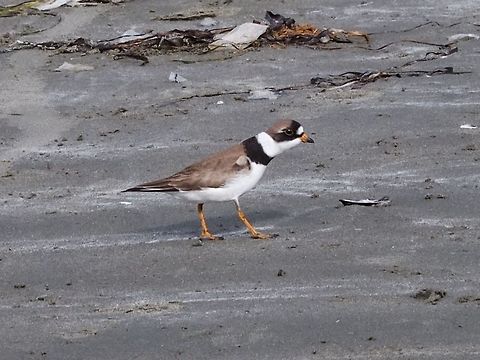 Semipalmated Plover (Charadrius semipalmatus) This active fellow was moving quickly to find the next worm to eat. Canada,Charadrius semipalmatus,Geotagged,Semipalmated plover,Spring