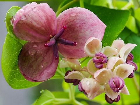 Chocolate Vine (Akebia quinata) These vines are native to Japan, China and Korea. The flowers have a sweet scent similar to chocolate hence the common name. This plant has become an invasive species in the eastern US. Akebia quinata,Canada,Chocolate Vine,Geotagged,Spring
