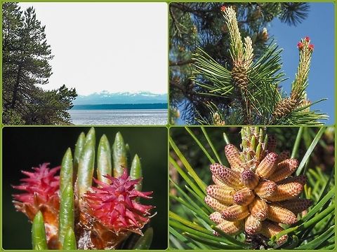 Shore Pine (Pinus contorta) In the interior this evergreen pine tree is referred to as Lodgepole pine. The photo shows, starting at the top left and going clockwise, the tree in situ, last year’s cones, the male flowers and the female flowers. The male flowers when shaken or with a wind produce clouds of pollen while the insignificant female flowers turn into the cones. Canada,Geotagged,Lodgepole pine,Pinus contorta
