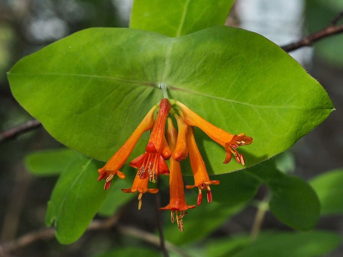 Western Trumpet Honeysuckle, Orange Honysuckle (Lonicera ciliosa) Another hummingbird favourite at this time of year!         Canada,Geotagged,Lonicera ciliosa,Spring
