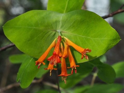 Western Trumpet Honeysuckle, Orange Honysuckle (Lonicera ciliosa) Another hummingbird favourite at this time of year!         Canada,Geotagged,Lonicera ciliosa,Spring