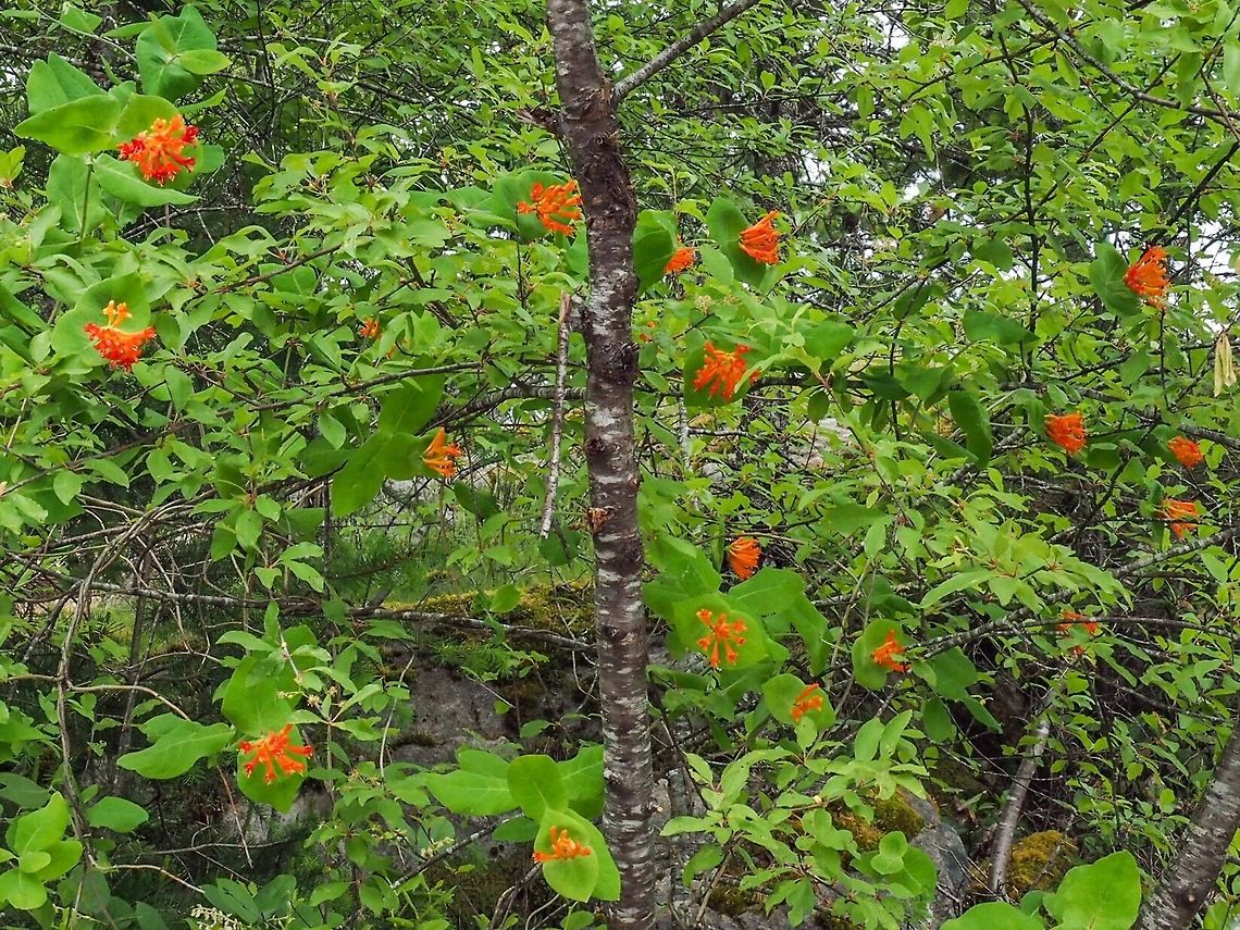 A wide of Lonicera ciliosa or orange honeysuckle. This photo gives a better view of more of the plant rather than just the flower. Since the ciliosa is a vine it is hard to distinguish between the vine and the tree it is climbing.  Canada,Geotagged,Lonicera ciliosa,Spring