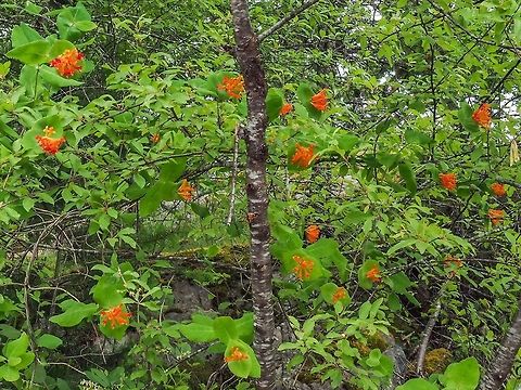 A wide of Lonicera ciliosa or orange honeysuckle. This photo gives a better view of more of the plant rather than just the flower. Since the ciliosa is a vine it is hard to distinguish between the vine and the tree it is climbing.  Canada,Geotagged,Lonicera ciliosa,Spring