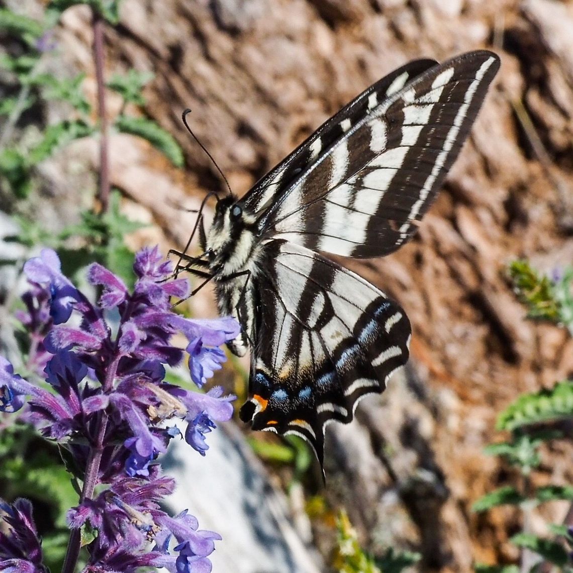 Western Tiger Swallowtail (Papilio rutulus) With Closed Wings This butterfly was enjoying the flowers of a catmint plant (Nepeta sp.) and returned time and again to the plant. Canada,Geotagged,Papilio rutulus,Spring,Western Tiger Swallowtail