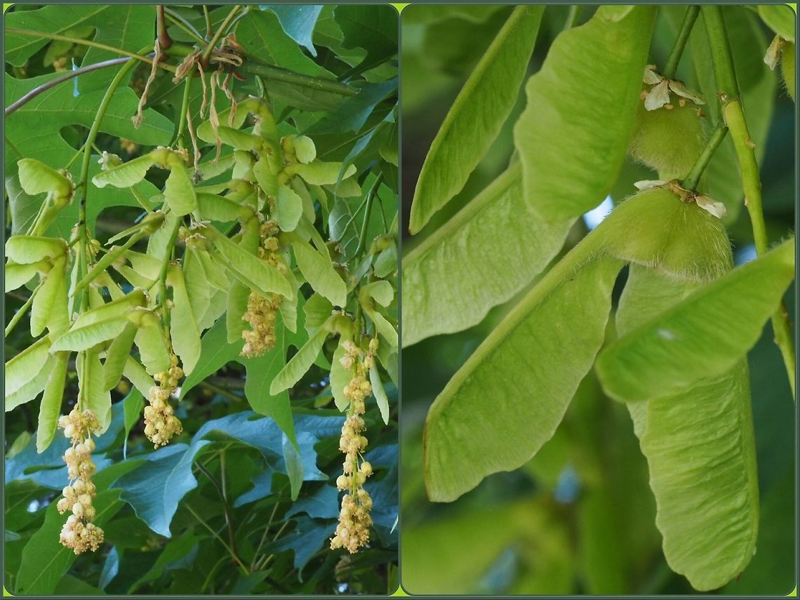A Composite Photo of the Fruit of the Bigleaf Maple The photo on the left show the abundance of the fruit developed from the flower racemes. The right hand photo is a close up of the paired wing samara which when dry will spiral to the ground. The &ldquo;helicopter&rdquo; action prolongs the flight allowing the samara to travel further afield. These photos are of the same tree captured on May 2, 2018 Acer macrophyllum,Bigleaf maple,Canada,Geotagged