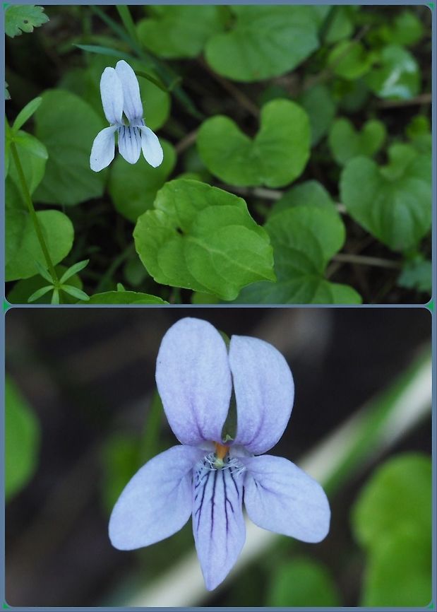 A Violet, my best guess is Viola langsdorfii This violet was growing on the floor of a nearly empty but still very moist ditch. The top photo gives an indication of the habitat. The lower photo is a closeup of a newly opened blossom. My identification of V. langsdorfii rather than V. palustris was predicated by the habitat. Any corrections on the identification will be welcomed. Canada,Geotagged,Viola langsdorfii