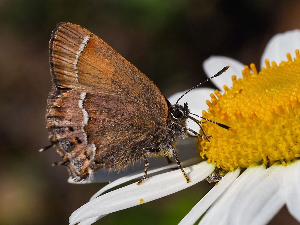 Johnson’s Hairstreak (Callophrys johnsoni) This butterflies&rsquo; larva feed on mistletoe, specifically that of the Western hemlock situated at low elevation. Living next to the ocean and having a hemlock heavily infested with mistletoe just up the street helped determine the species is C. johnsoni and not the very similar C. spinetorum. Callophrys johnsoni,Canada,Geotagged,Johnsons hairstreak,Spring