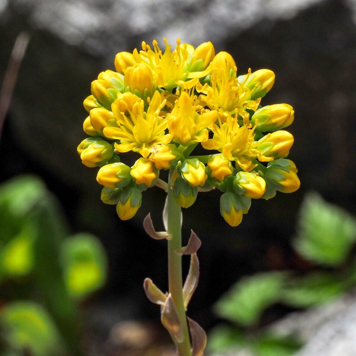 Lance-leaved Stonecrop (Sedum lanceolatum) This Sedum is distinguished by its pointed leaves. The lovely photo that headlines this species because of the leaf shape is probably S. oreganum or possibly S. divergens.    Canada,Geotagged,Lanceleaf stonecrop,Sedum lanceolatum,Spring