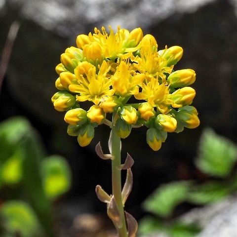 Lanceleaf Stonecrop