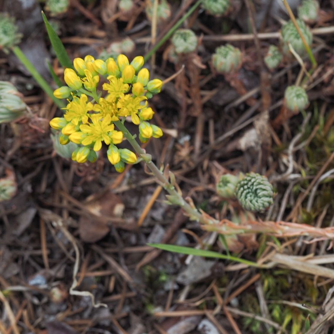 Lance-leaved Stonecrop (Sedum lanceolatum) The lance-leaved stonecrop showing habitat. Canada,Geotagged,Lanceleaf stonecrop,Sedum lanceolatum,Spring