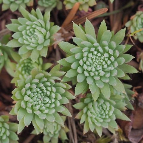Sedum lanceolatum, a Close-up! A close-up of this stonecrop&rsquo;s plant showing the leaf shape which gives the plant its name. Where it grows near our house it seems the better the growing conditions the fewer flower stalks produced. Canada,Geotagged,Lanceleaf stonecrop,Sedum lanceolatum,Spring
