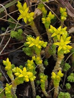 Sedum acre, Goldmoss Stonecrop One of four different stonecrops in a very small area. Canada,Geotagged,Goldmoss stonecrop,Sedum acre,Spring