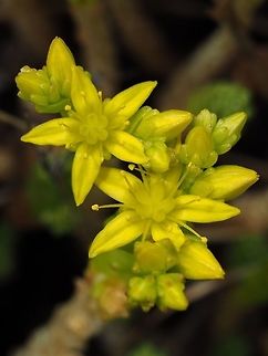 A Close-up of Goldmoss Stonecrop A beautiful flower when viewed close up!  Canada,Geotagged,Goldmoss stonecrop,Sedum acre,Spring