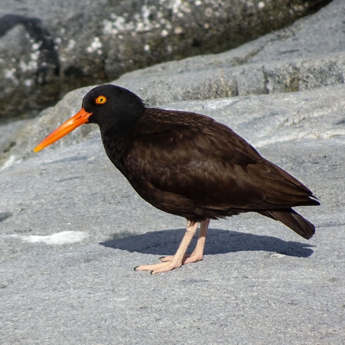 A Black Oystercatcher (Haematopus bachmani) This fellow was watching his or her nest which was near by. Does it look like this bird is carrying an orange pencil crayon in its mouth? Black oystercatcher,Canada,Geotagged,Haematopus bachmani,Spring
