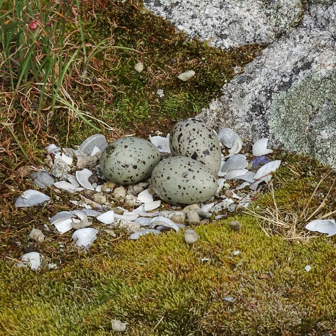 A Nest of the Black Oystercatcher ( Haematopus bachmani) The parents were very close by being rather noisy along with the other 12 to 20 other oystercatchers on this little island. Black oystercatcher,Canada,Geotagged,Haematopus bachmani,Spring