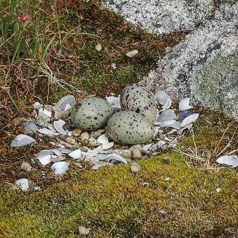 A Nest of the Black Oystercatcher ( Haematopus bachmani) The parents were very close by being rather noisy along with the other 12 to 20 other oystercatchers on this little island. Black oystercatcher,Canada,Geotagged,Haematopus bachmani,Spring