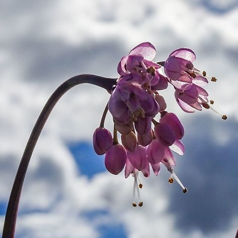 A Close-up of the Nodding Onion (Allium cernuum) Was fortunate to have the clouds and blue sky for the background. Allium cernuum,Nodding onion