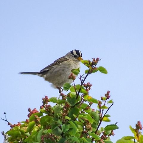 A White-crowned Sparrow (Zonotrichia leucophrys) This fellow was busy darting in and out of a thicket of berry and rose bushes. Canada,Geotagged,Spring,White-crowned Sparrow,Zonotrichia leucophrys