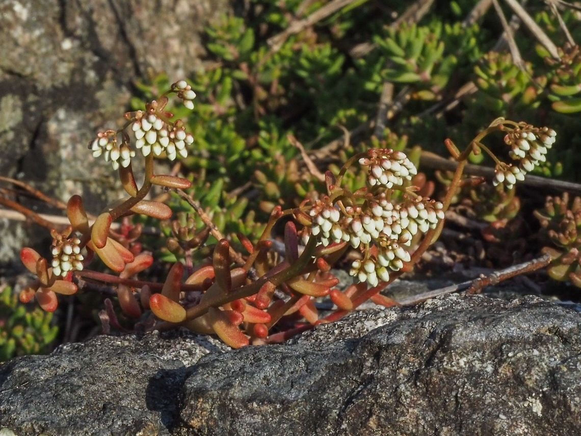 White Stonecrop (Sedum album) &ldquo;often growing in crevices or free-draining rocky soil&rdquo; I think this situation fits the description!  Canada,Geotagged,Sedum album,Spring,White stonecrop